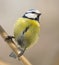 Tit sitting on a branch