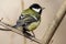 Tit is sitting on a branch in the park and looks back at the photographer.