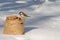 Tit sitting on a sack of walnuts