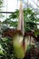 Titan Arum