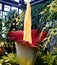Titan Arum, also known as the corpse flower from Sumatra, Indonesia