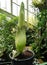 Titan Arum / Corpse plant in Botanical Garden