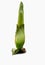 Titan Arum / Corpse plant isolated