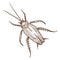 Titan beetle insect top view hand drawn sketch illustration