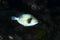 Titan Triggerfish Balistoides viridescens juvenile