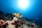 Titan triggerfish, ocean and sun