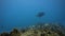 The titan triggerfish swimming undersea