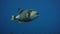 The titan triggerfish swimming undersea