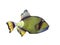 Titan Triggerfish on a white