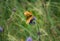 A Titania`s fritillary butterfly Boloria Titania