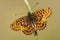 TitaniaÃ¢â‚¬â„¢s parelmoervlinder, Titania\'s Fritillary, Boloria tita