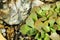 Titanopsis calcarea succulent plant in the garden
