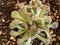 Titanopsis concrete leaf succulent plant closeup