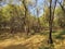 Titel hill Vojvodina Serbia acacia forest in the fall