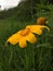 Tithonia diversifolia or moonflower grows around tall grass?