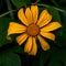 Tithonia diversifolia, sunflower tree, from close, yellow flowe