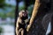 Titi monkey Callithrix jacchus in the forest of Brazil