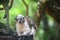 A titi monkey sitting on a black basket