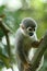 Titi Squirrel Monkey