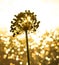 TITLE: Gold flower sunlight garden early morning after rain bokeh close up macro