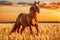 . title. majestic horse in a golden wheat field at sunset, radiating magic,.