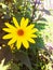 Title solar plant with a large yellow flower