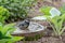A titmouse bathing in a stony bird bath with haziness by motion