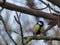 titmouse bird autumn outdoors in spain animal nature ornithology
