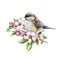 Titmouse bird with spring pink flowers. Watercolor illustration. Hand drawn floral nature image. Chickadee bird, spring