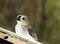 Titmouse Bird on Windowsill