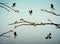 Titmouse birds on the dog-rose tree branch in winter season, family of birds in snowy cold whether,