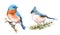 Titmouse and Bluebird Birds Watercolor Illustration Set Hand Drawn