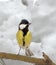 Titmouse on branch