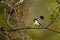 Titmouse on a branch