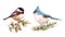 Titmouse and Chickadee Birds Watercolor Illustration Set Hand Drawn