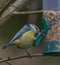 Titmouse eating grains yellow and blue bird close up