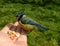 Titmouse eating nuts from a palm