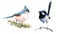 Titmouse and Fairy Wren Birds Watercolor Illustration Set Hand Drawn