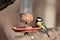 Titmouse on feeding place