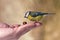 Titmouse on hand