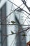 Titmouse looking for food near the human house. a titmouse holds a seed in its beak