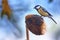 Titmouse /Parus major/ which eating seeds of sunflower