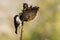Titmouse /Poecile montanus/ - bird on the sunflower