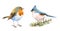 Titmouse and Robin Birds Watercolor Illustration Set Hand Drawn