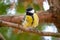 Titmouse sits on a branch in the forest