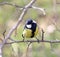 The titmouse sits on a branch in the spring wood