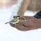 titmouse sits on hand, feeding wintering birds in frost in the park