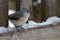 Titmouse on a Snowy Fence