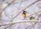 Titmouse on a snowy winter day