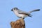 Titmouse On A Stump